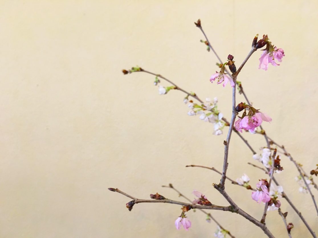 チセミナミナ 札幌カフェ